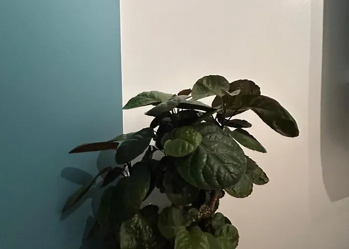 Lägenhet Woodhouse *