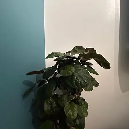 Apartmán Woodhouse *